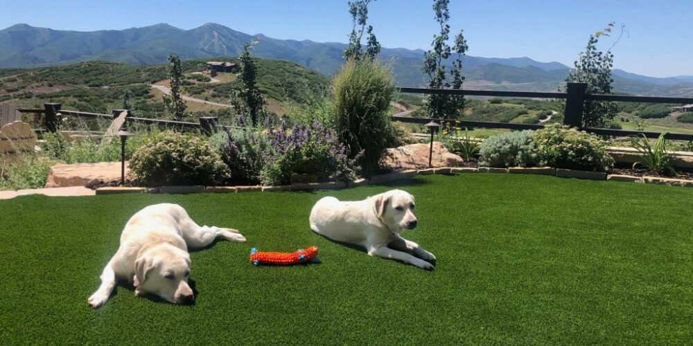 artificial-grass-pet-turf-1024x768